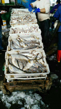 逛臺(tái)州水產(chǎn)品交易中心,看到的都是魚,聞到的都是魚腥味。